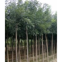 供应国槐 刺槐 紫穗槐 香花槐 黄金槐