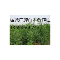 国槐小苗出售、国槐小苗大量出售、国槐小苗