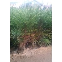 白皮松基地 白皮松价格