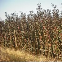 当年生小苗供应鸡爪槭高七十公分以上，红枫一米以上的，红叶李，