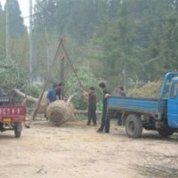 山东国槐价格好树形国槐价格半冠国槐价格