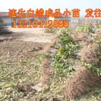 速生白蜡小苗、山东速生白蜡、惠民速生白蜡