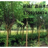 山西国槐小苗出售、优质国槐小苗低价供应