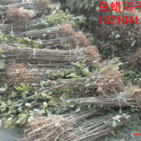 自家苗圃白蜡实生苗400万,国槐实生苗100万。速生白蜡半成品