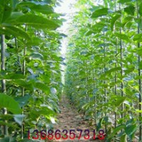 白蜡.柳树.国槐