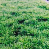 供应山西营养钵白皮松，山西营养钵白皮松