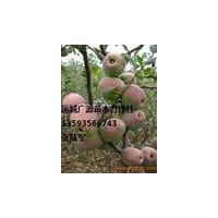 苹果苗,苹果,山楂