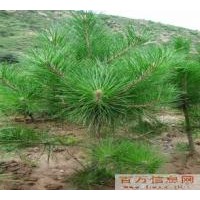 油松苗，山西油松苗