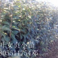 安徽肥西出售紫薇小苗，高杆女小苗，香樟小苗，小苗价格