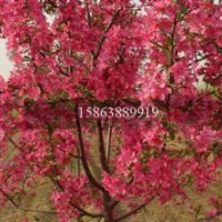 北美海棠-山东北美海棠-北美海棠价格-山东北美海棠基地