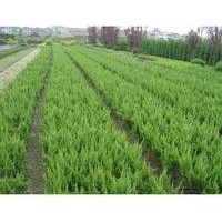 常年供应龙柏苗 黄杨苗,红豆杉苗