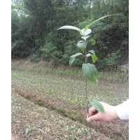 杜仲小苗500万便宜卖