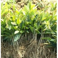 桂花苗供应|桂花苗批发|桂花苗出售-万信桂花苗基地