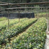 直销直家桂花扦插苗，桂花小苗批发