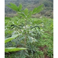 七叶树 白皮松 油松