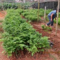 供应海南黄花梨苗 黄檀树苗 降香苗 黄花梨苗批发