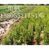 安徽肥西出售三角枫小苗5万棵三角枫小苗