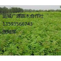 香椿小苗出售、香椿小苗大量供应、香椿小苗