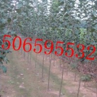 冬红海棠3、4、5公分苗