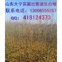 出售国槐苗，海棠苗。