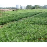 供应20公分白皮松，25公分白皮松，30公分白皮松