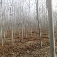 大量供应12公分的毛白杨10000多株