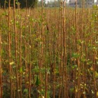 大量供应1-2年银杏小苗