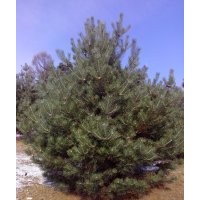 出售一级油松