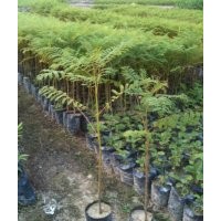 供应广州绿化种苗黄花梨、香樟、罗汉松、红花楹、蓝花楹、南洋楹