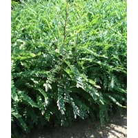 山西皂角苗 皂角苗价格 皂角苗出售