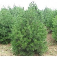 山西运城供应白皮松