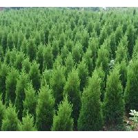 山西运城供应侧柏苗