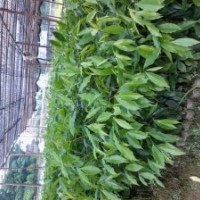 沉香苗，沉香大杯苗出售【长期】