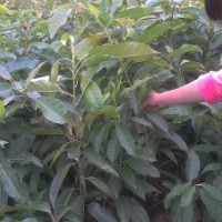 重庆供应各种绿化种苗黄葛树,紫薇,桂花