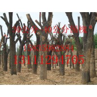 2012年低价出售1-8米白皮松8公分国槐