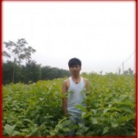 大量供应各种绿化苗木和果树小苗核桃苗,国槐苗,山楂苗