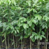 大量供应土沉香苗