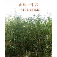 供应青皮垂柳,速生法桐小苗