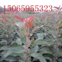 北美海棠苗、北美海棠根部嫁接苗、北美海棠芽苗