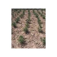 供应占地白皮松 山货白皮松