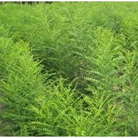 国槐小苗优质价格低苗好