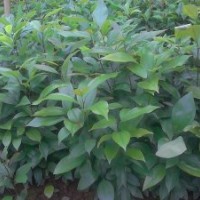 供应黄葛树苗紫薇苗天竺桂苗三叶树苗栾树苗