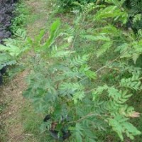 红绒球70以上的高度 60左右冠幅双株袋苗大量