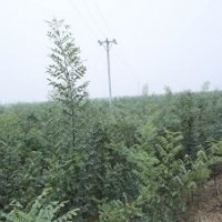 供应速生国槐半成品