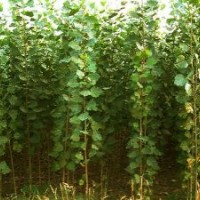 供应一年生107、108速生杨