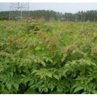 河北栾树小苗 北京栾树小苗 保定栾树小苗