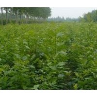 白蜡小苗,河北白蜡小苗