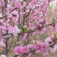 常年供应碧桃，海棠等绿化苗木