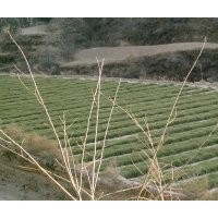 油松（3年容器袋苗），国槐、刺槐，山杏出售