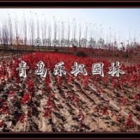 青岛乐枫园林工程有限公司美国红枫,秋火焰